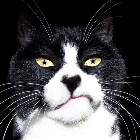 Tuxedo cat personality - The tuxedo coat pattern can be found in mixed breeds as well as purebred cats, unless the breed standard is partially defined by a distinct coat pattern such as a Siamese. Cats are rarely bred for temperament, but certain breeds are generally agreed to have certain personalities – for instance, Maine coons are described by Cat Fanciers ...